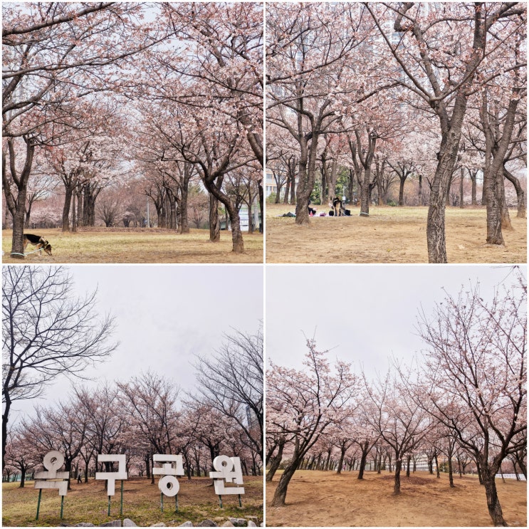  경기도 벚꽃구경 시흥 옥구공원 실시간 개화 벚꽃놀이 산책코스
