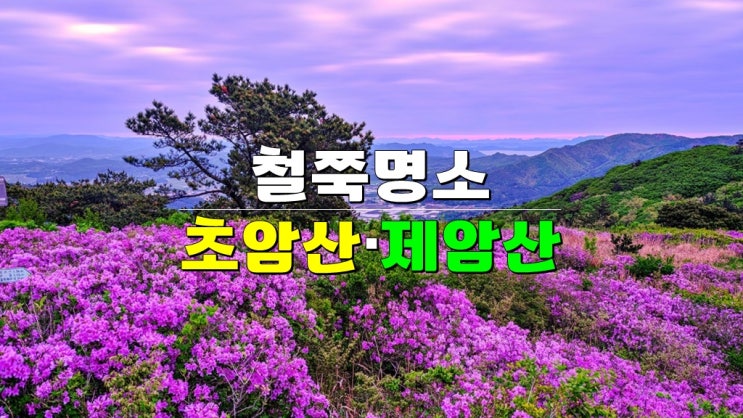  전라도 4월 5월 가볼만한곳 · 보성 철쭉 군락지 초암산 일림산 제암산자연휴양림 개화시기 등산코스