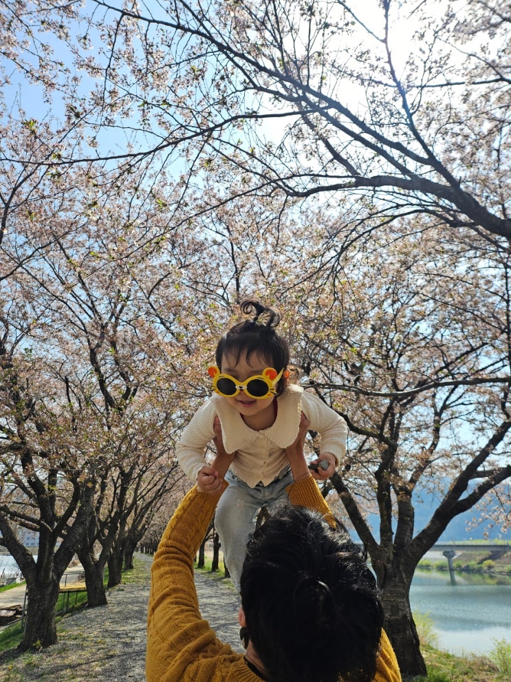  22개월 아기랑 벚꽃놀이 대구근교 벚꽃명소