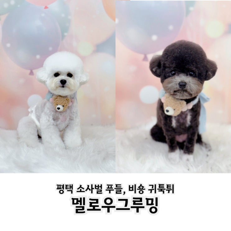  평택 소사벌 애견미용 푸들, 비숑 귀툭튀 멜로우그루밍