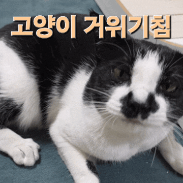  고양이 거위기침이 반복된다면 기관지염이나 천식일 수 있어요