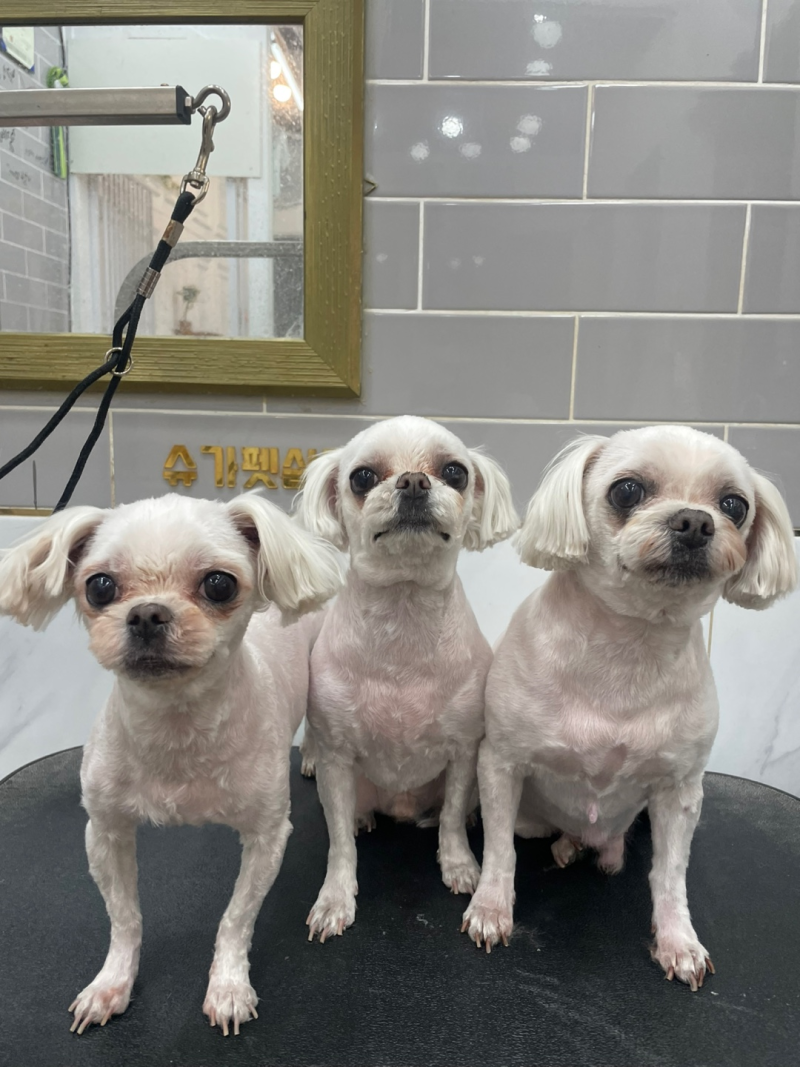 사진 5