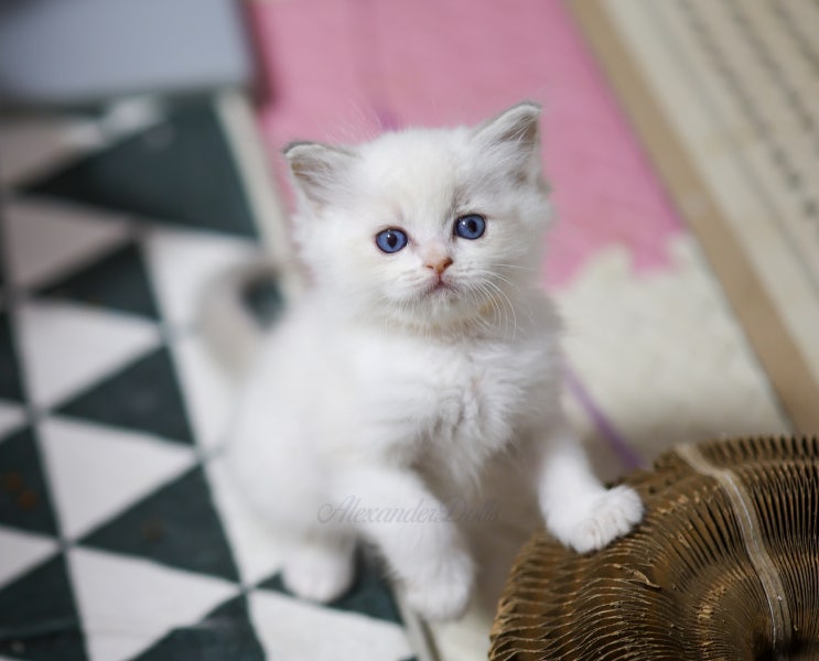  랙돌캐터리 분양 고양이 성장 기록, A10-litter 생후 6주차 포토