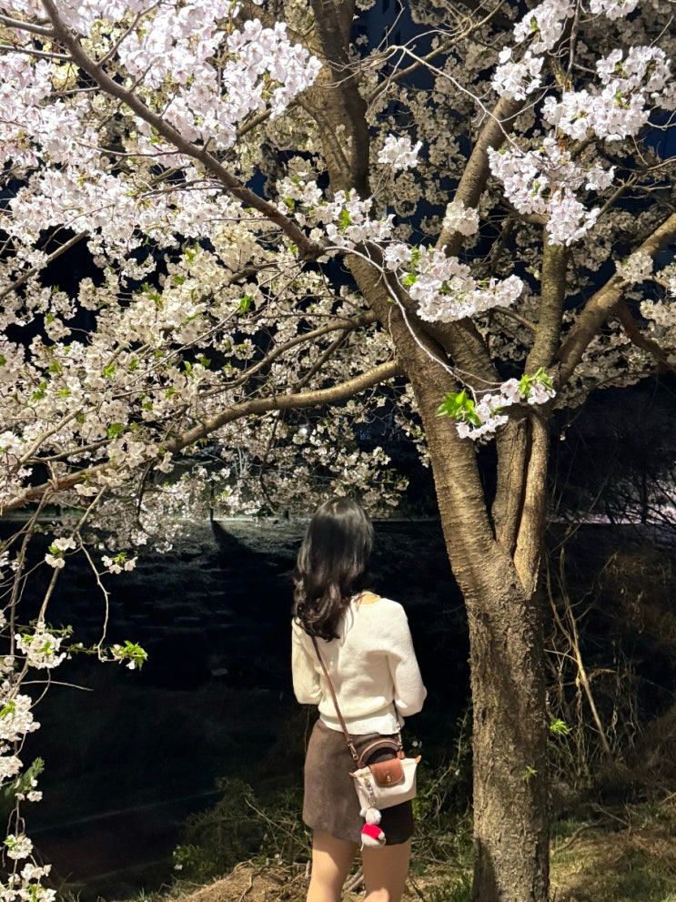 수원 벚꽃명소, 광교 벚꽃명소) 광교 카페거리