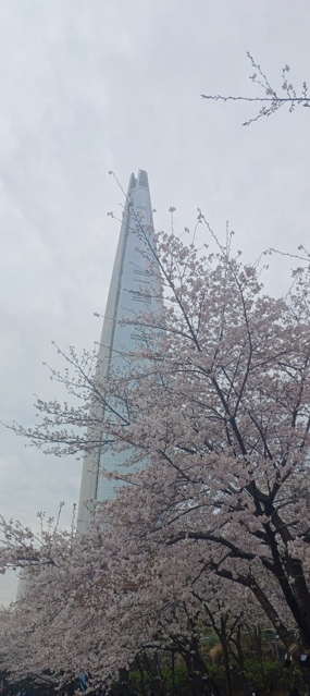  서울 벚꽃명소 개화 실시간(석촌호수)