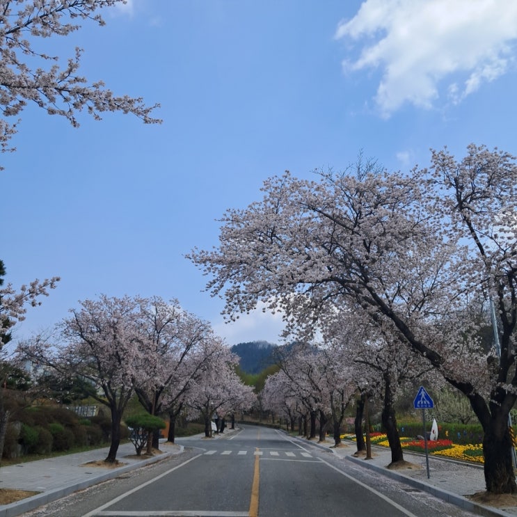  [블로그씨 답변] 아침부터 봄바람 휘날리며 출장을 다녀와서 눈앞에 있는 벚꽃을 놓치고 싶지 않아서 바로 차를 세우고 찍은 벚꽃 사진을 공유해 볼게요(feat. 벚꽃놀이)