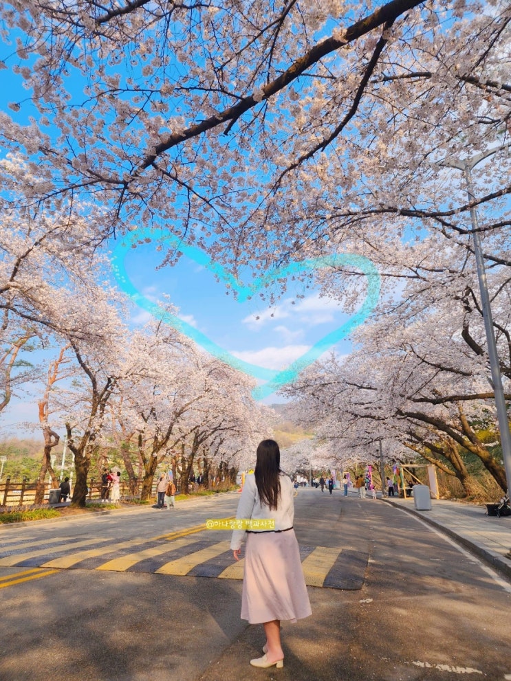  2025 렛츠런파크서울(과천) 낮과 야간 벚꽃축제 4월 10일 방문(주차,포토존,꿀팁)