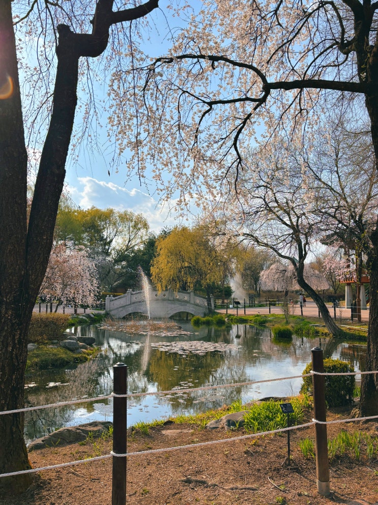  춘천 벚꽃 명소, 강원도립화목원 석사천 공지천 춘천댐 부귀리 (+실시간)