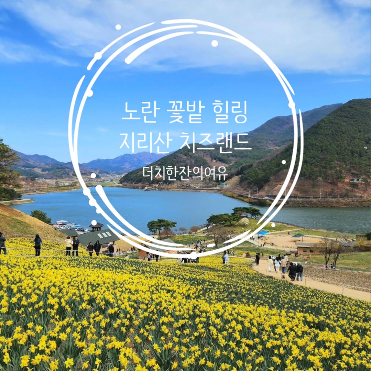  구례 치즈랜드 봄 나들이, 노란 꽃 물결