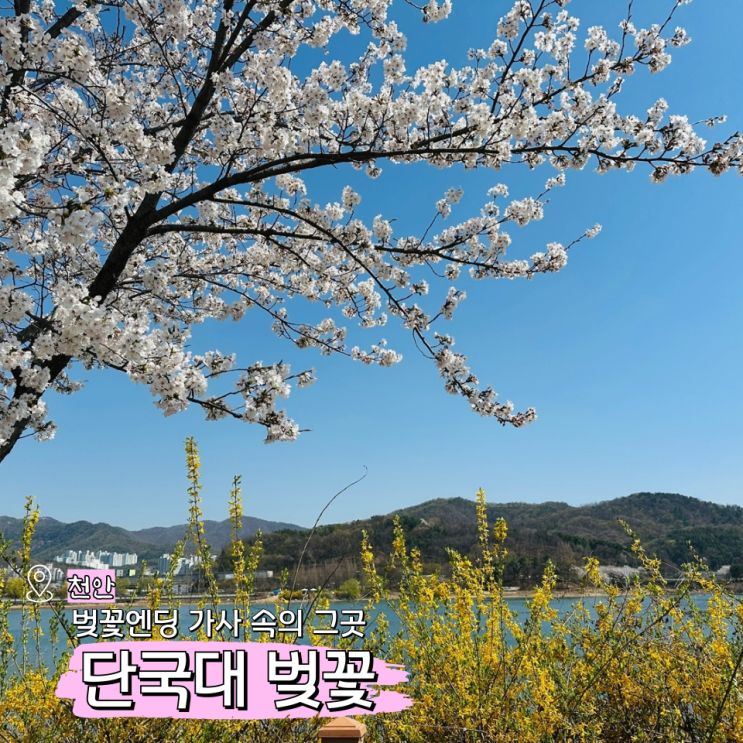  천안 단국대 벚꽃 천호지 호수 주차장 팁까지
