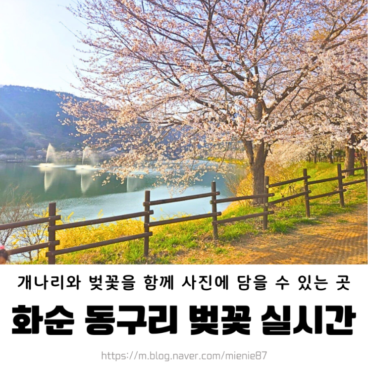  2025 화순 동구리 호수공원 벚꽃 실시간 개화 4/4