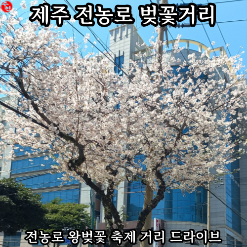 제주 전농로 왕벚꽃 축제 벚꽃거리 드라이브