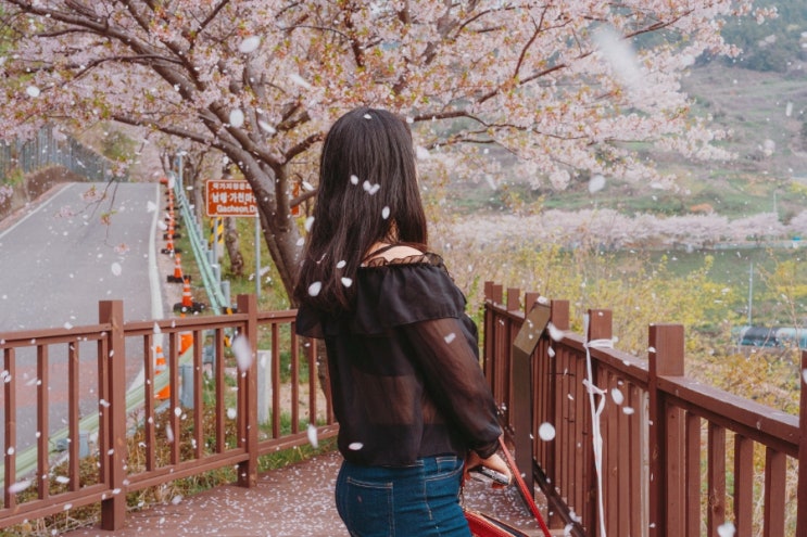  벚꽃놀이 일기_서울부터 대전, 사천, 남해까지