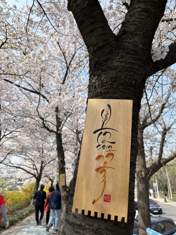  3 일상 | 안양 벚꽃 충훈 벚꽃 축제 도시락 모토이시 인형뽑기