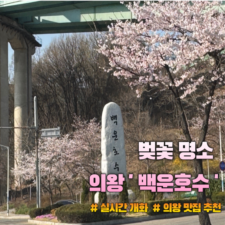  벚꽃 명소 의왕 백운호수 | 실시간 개화,메종키츠네, 의왕 롯데 프리미엄 아울렛 맛집 추천