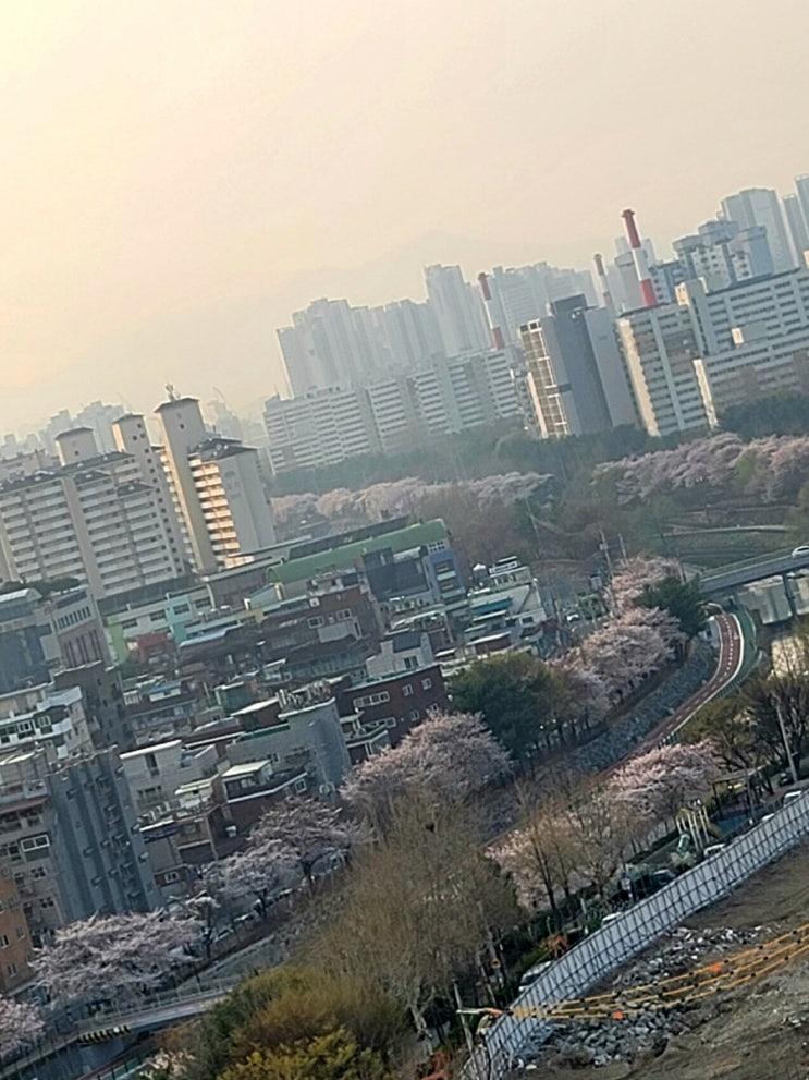  도봉구 우이천 벚꽃 알리미 (4월 10일 현재)