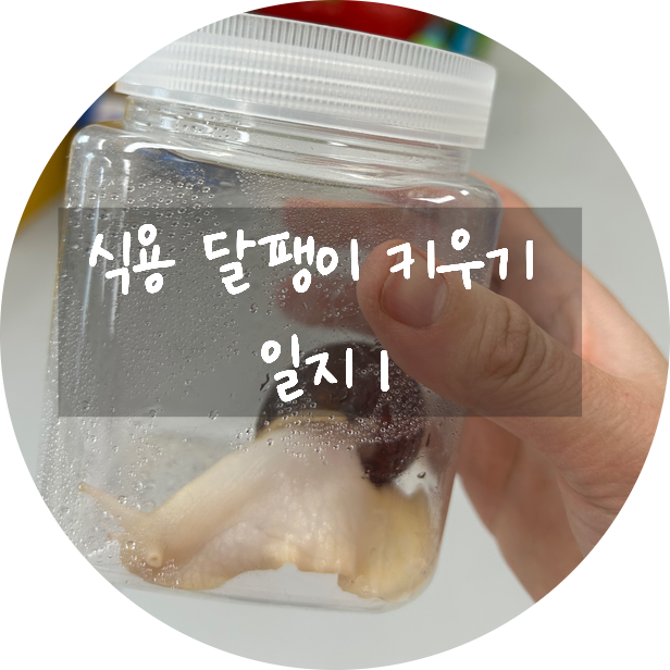 식용달팽이 팽이 키우기 1