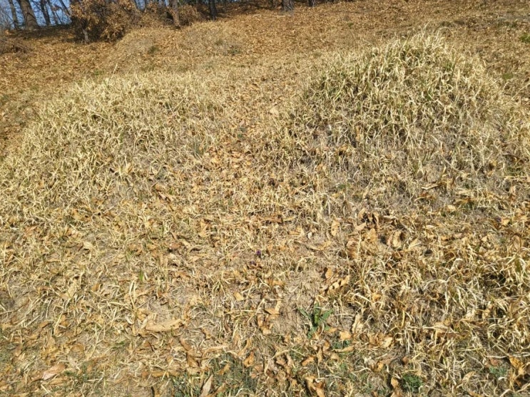  2025년 김천시 덕곡동 화장후 이장 안치 2기 고인돌장묘개발 #김천윤달 #구미윤달 #선산윤달 #상주윤달 #성주윤달 #이하늘장사 #납골당 #손없는날 #화장장 #납골당