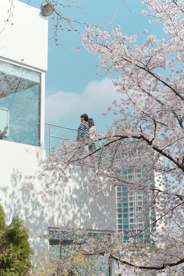  서울 벚꽃 명소 석촌호수 벚꽃 개화 현황