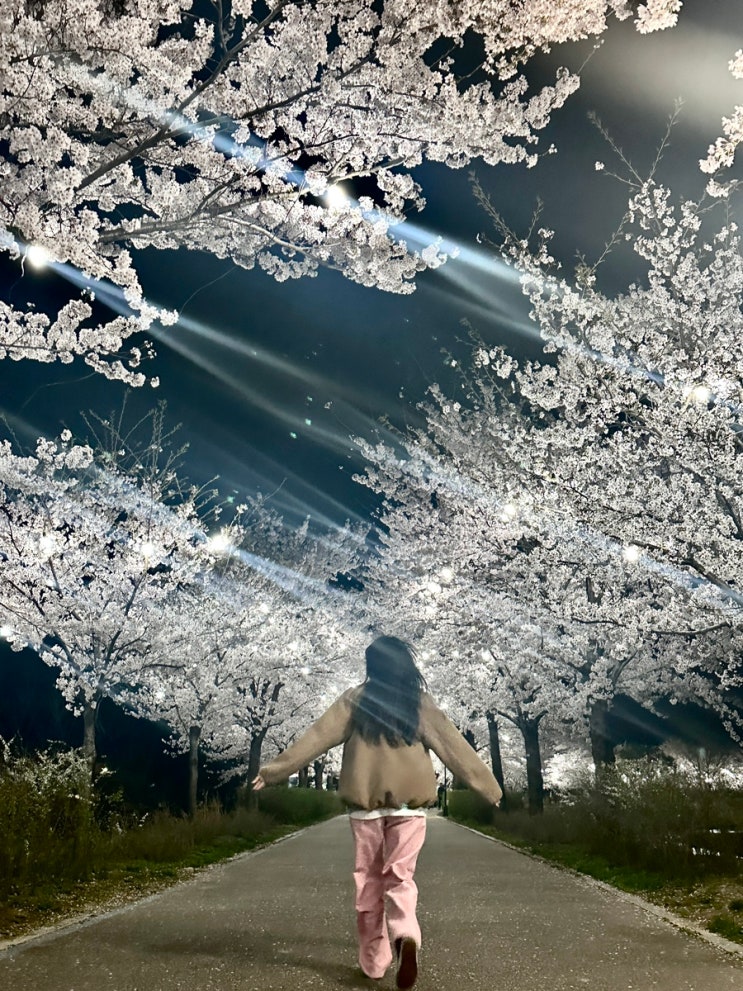  강릉 가볼만한곳 벚꽃명소 경포생태저류지 실시간 야간벚꽃