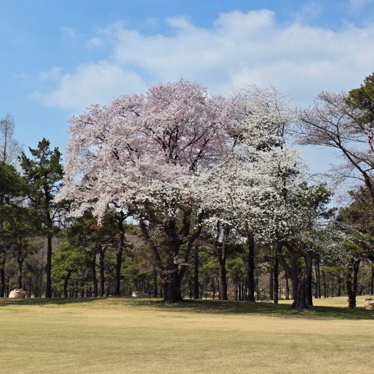  4월 인천국제CC 아직은 흐드러진 벗꽃은 없었다.
