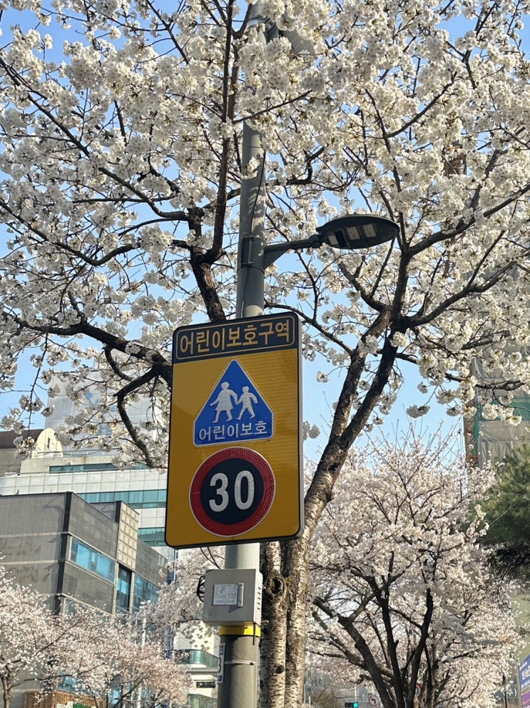  요즘 일상 모음.jpg : 요리, 벚꽃, 축구, 헬스, 맛집탐방