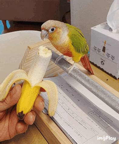  반려조 파인애플 코뉴어  앵무새 바나나 먹방
