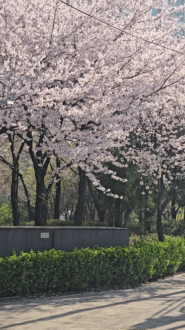  동대문 제기동 스타벅스 경동1960점 주차팁 봄꽃 보기 좋은곳
