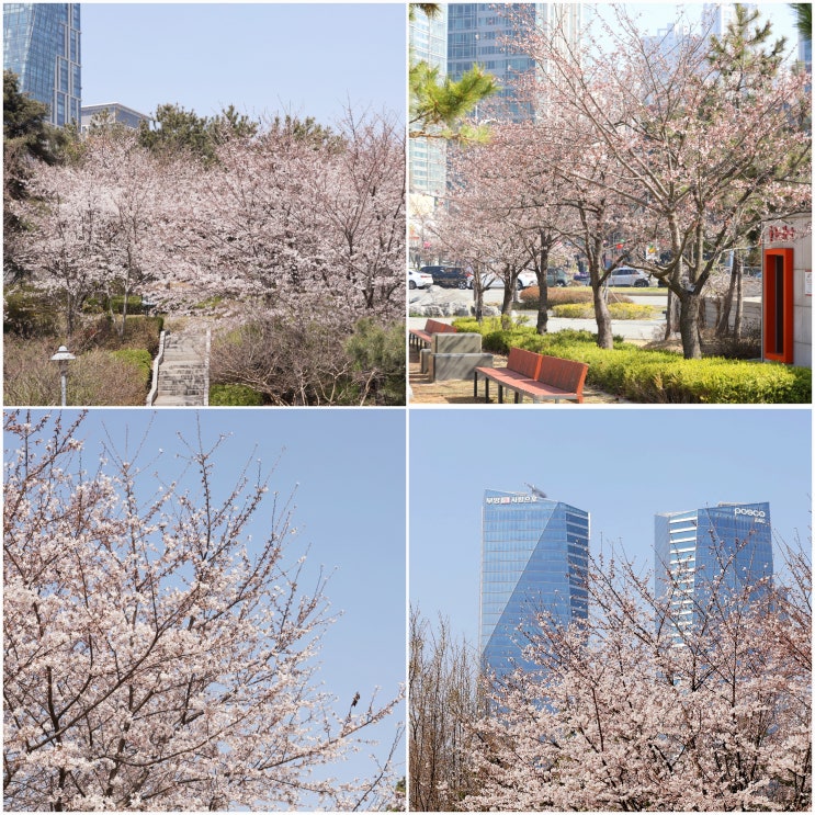  송도 센트럴파크 벚꽃 실시간 개화 주차팁 인천 벚꽃명소 데이트코스