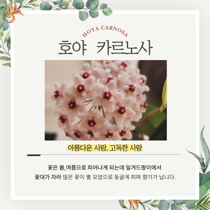 "호야 카르노사와 함께한 시간