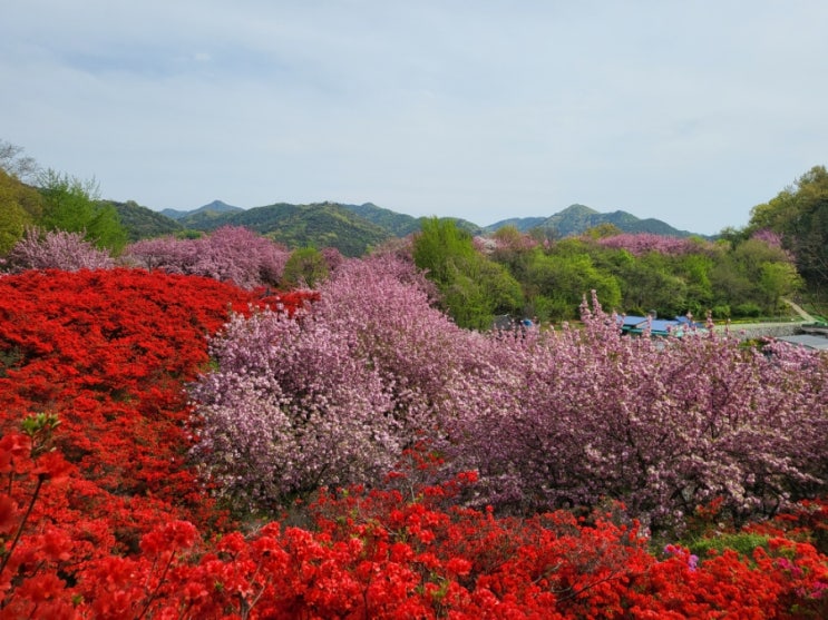  4월 5월 전주 아이랑 가볼만한곳 완산칠봉꽃동산 겹벚꽃 개화상황