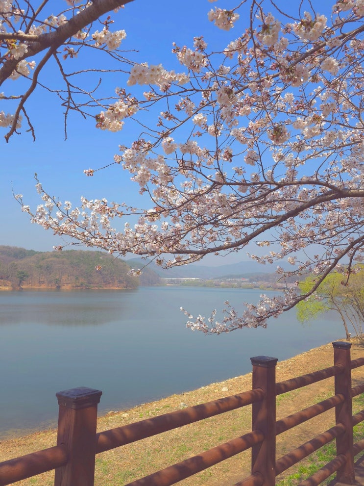  경기도 수원 벚꽃 명소 추천 3 실시간 날씨