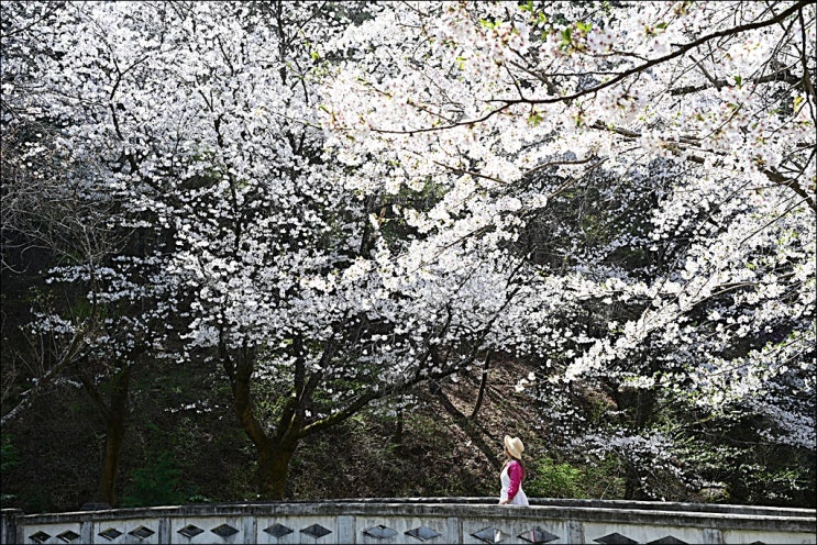  핑크빛 능수벚꽃의 향연... 거창 벚꽃명소(병곡마을, 임불마을, 덕천서원, 용원정)