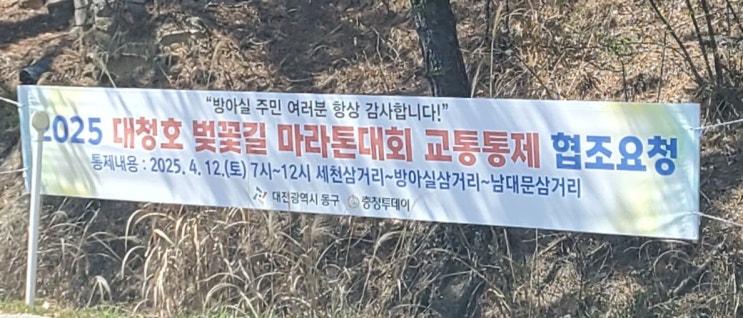  낮에 다시 찾은 대청호 오동선 벚꽃길(feat.마라톤대회 교통통제)