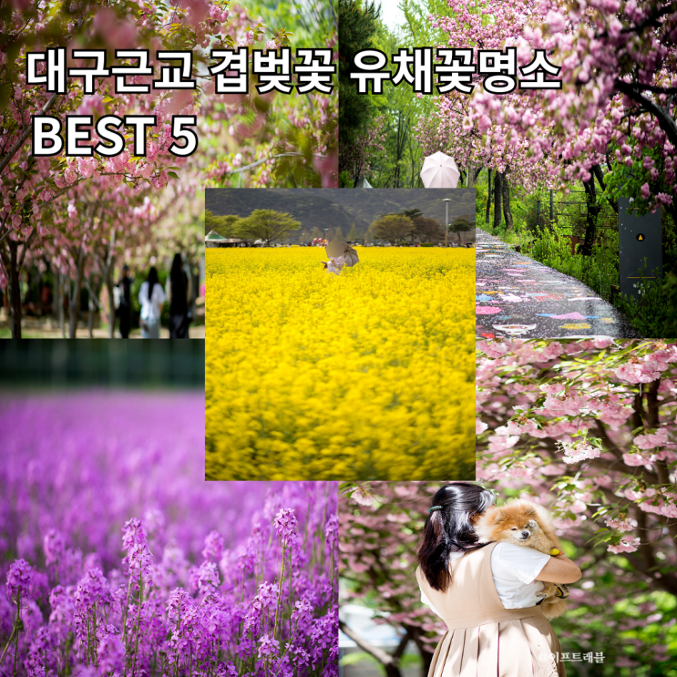  대구 근교 겹벚꽃 유채꽃 명소 5곳 하교사,영천생태지구공원외