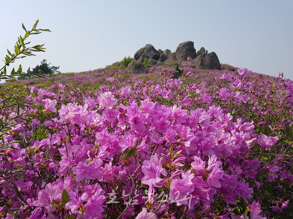  연분홍 꽃바다로 물든 일림산, 5월 3일부터 ‘제21회 일림산 철쭉문화행사’ 개최
