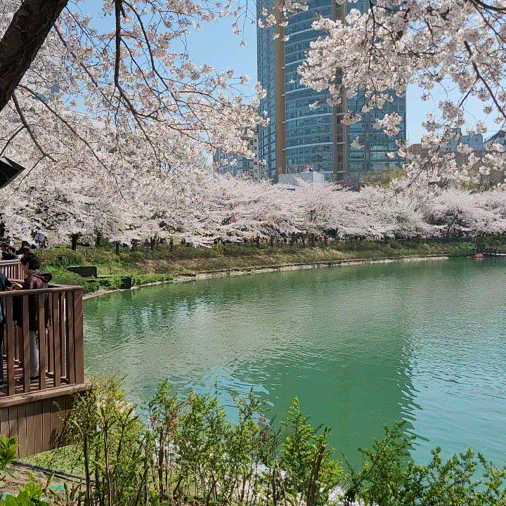  잠실역ㆍ석촌역:[석촌호수] 벚꽃후기!/ 4.15후기까지 있어요!
