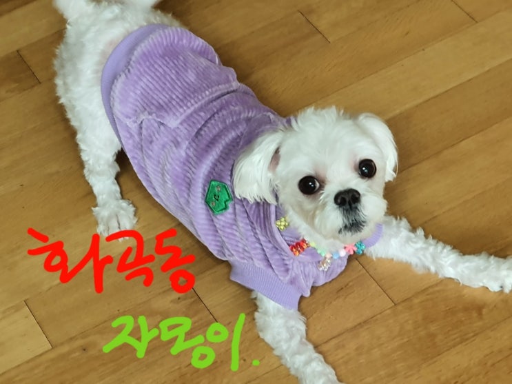  방문견적 꼬리치며 반기는 반려견 귀여운강아지 만남의 시간