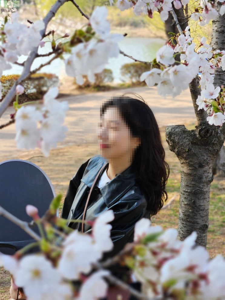  [18개월 아기랑/수원] 벚꽃놀이 사진찍기 좋은 만석공원, 카페 바닐라 블라썸 추천(사진 잘 나옴)