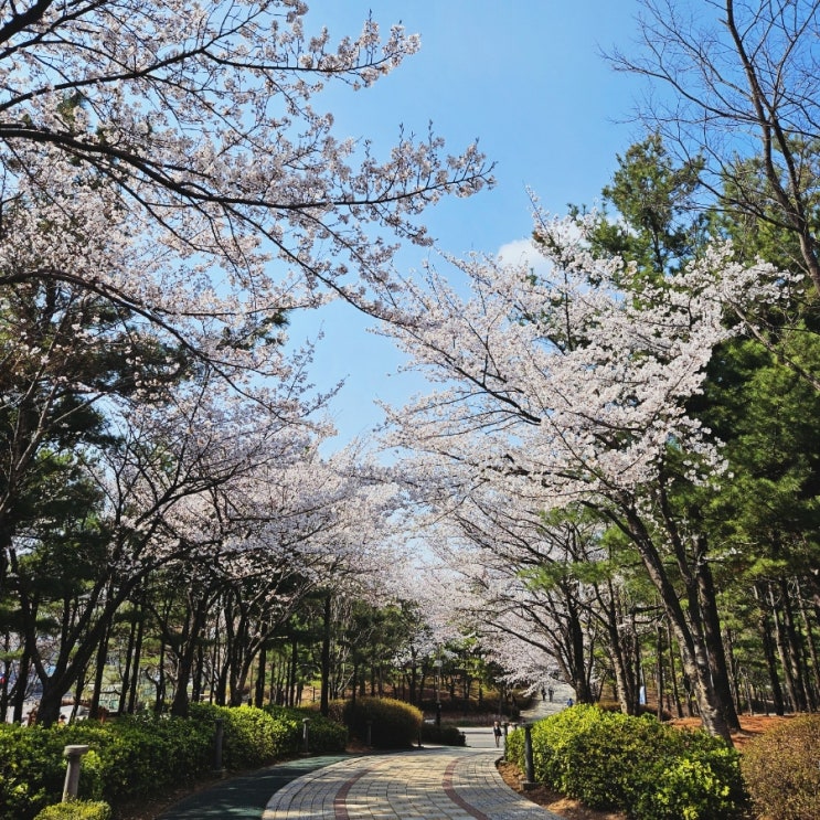 인천벚꽃명소 추천, 가좌이음숲 가즈아~!  (4.10일 기준)