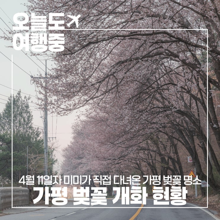  벚꽃은 끝났다고요? 가평 삼화리에서 마주한 봄의 마지막 순간 (2025 가평 벚꽃 실시간 개화 현황)