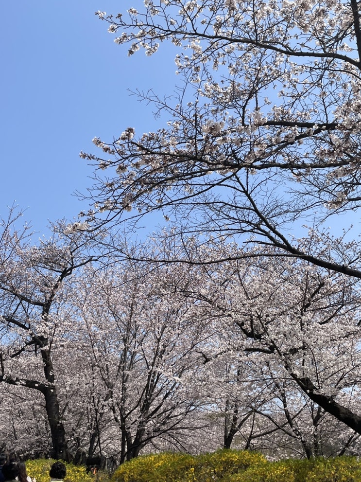  인천 벚꽃 명소 SK석유화학 벚꽃동산