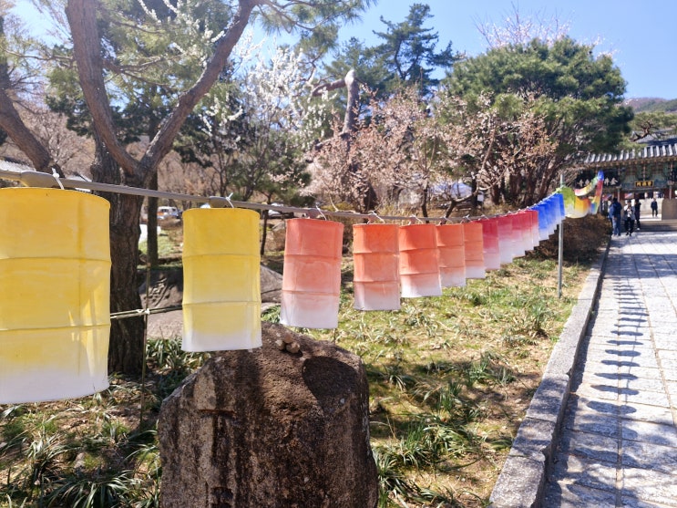  부산 봄 여행 가볼 만한 곳 범어사 벚꽃 동백꽃 만성암 목련 가는 법, 주차장