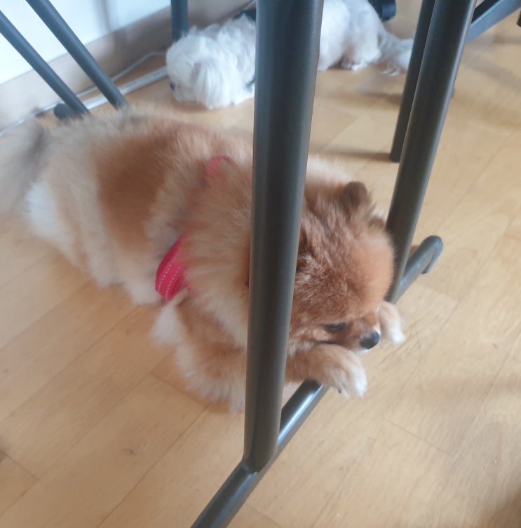  사고 쳐놓고 시무룩한 포메라니안 따오