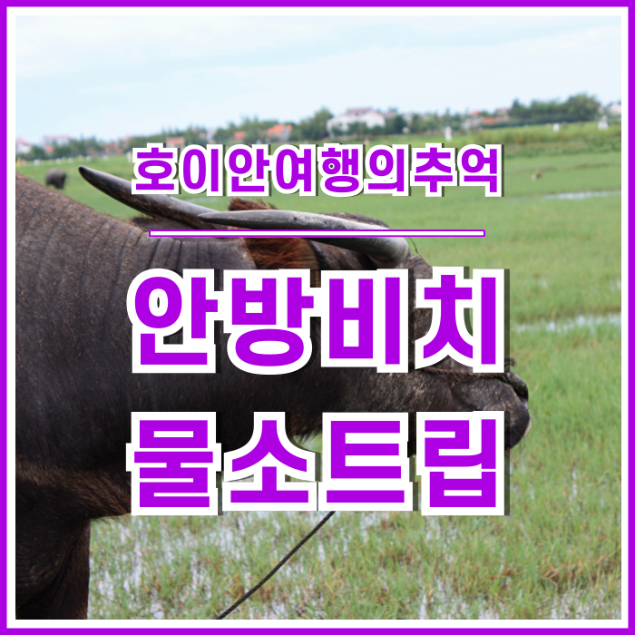  [베트남] 호이안과의 예기치 못했던 만남, 안방비치와 베트남논의 물소투어