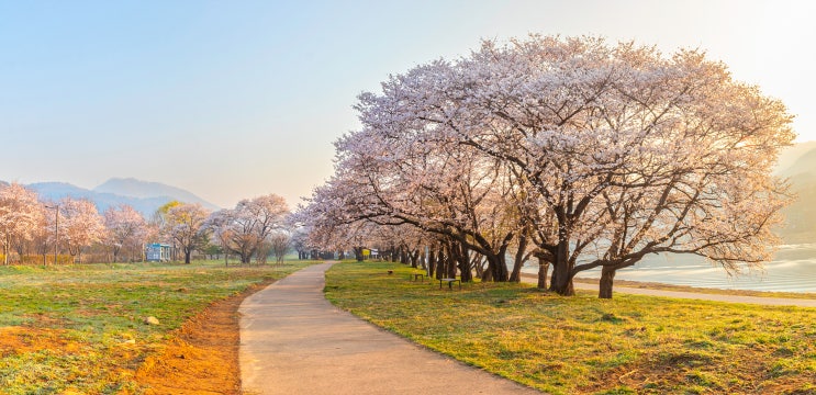  「여의도 벚꽃 명소가 윤중로라면 경기 북부는 여기지! '대성리 국민관광지'」