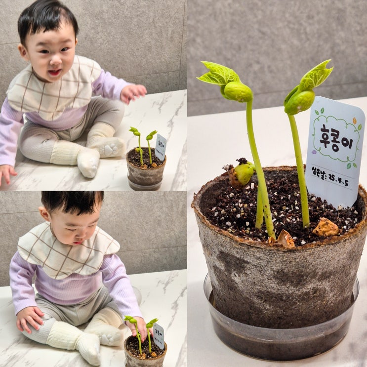  팜팜농장 강낭콩 모종 반려식물 키우기 어린이집 미션