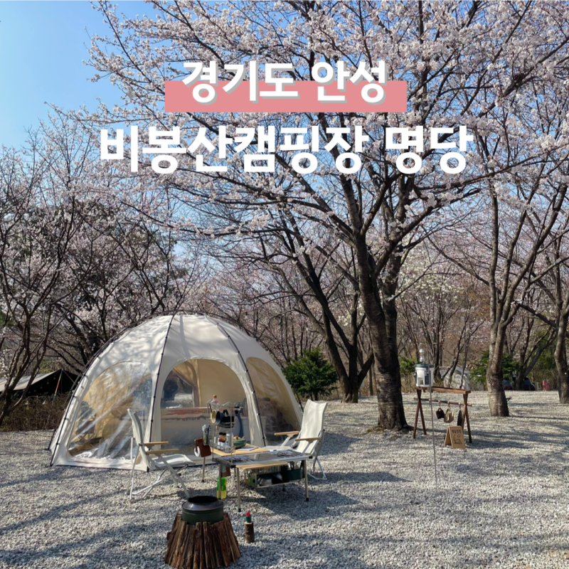 안성 벚꽃캠핑장 비봉산캠핑장 실시간 만개 벚꽃 명당 예약 총정리 25.04.08 촬영