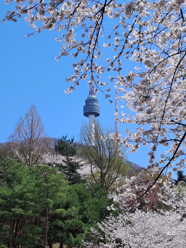 남산 벚꽃길_ 남산 북측순환로 도심 속 봄의 선물 남산 벚꽃길_ 남산 북측순환로 도심 속 봄의 선물
