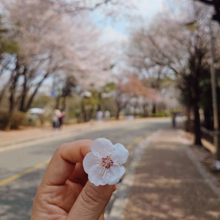  고양시 화정 벚꽃 개화 토당동 지도공원 벚꽃길